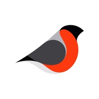 Bullfinch